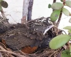 Turdus rufiventris
