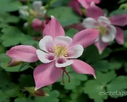 Aquilegia vulgaris