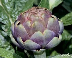 Cynara scolymus