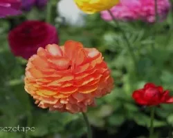 Ranunculus asiaticus
