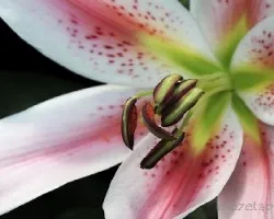 Lilium spp.