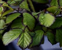 Parrotia persica 