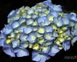 Hydrangea macrophylla 