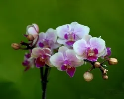 Phalaenopsis spp.    