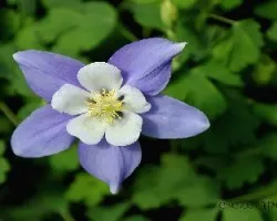 Aquilegia vulgaris