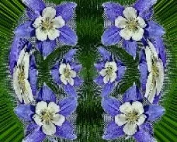 Aquilegia vulgaris
