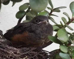 Turdus rufiventris