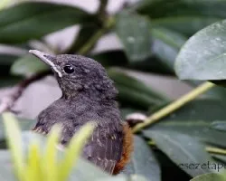 Turdus rufiventris
