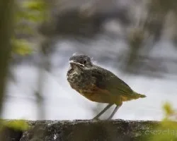 Turdus rufiventris