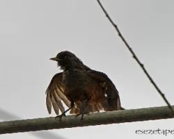 Turdus rufiventris