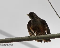Turdus rufiventris