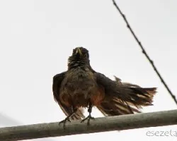 Turdus rufiventris