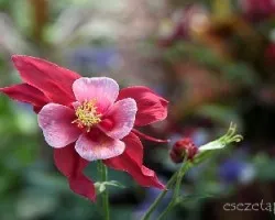 Aquilegia vulgaris