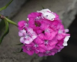 Dianthus deltoides
