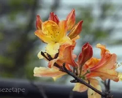 Azalea sp