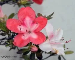 Azalea sp