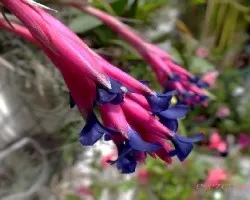 Tillandsia