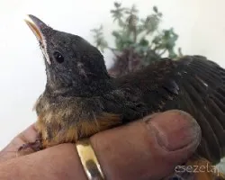 Turdus rufiventris