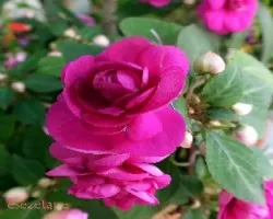 Impatiens walleriana