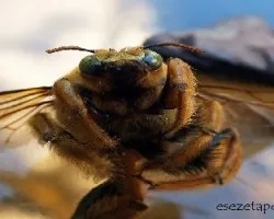 Abejorro