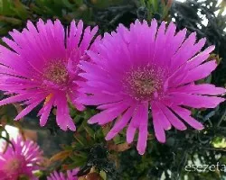  Lampranthus spectabilis = Mesembryanthemum spectabile