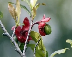 Ochna serrulata