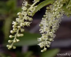Phytolacca dioica
