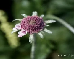 Scabiosa sp