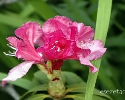 Rhododendron sp