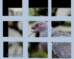 Columba picazuro