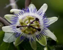 Passiflora caerulea