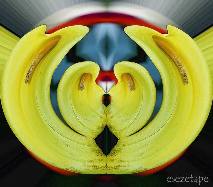 Foto