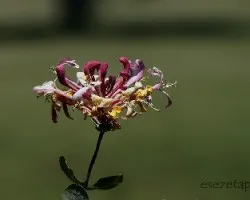 Lonicera japonica