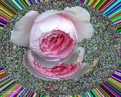 Rosa