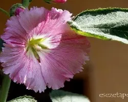 Althaea rosea