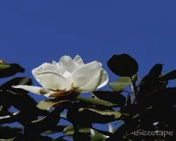 Magnolia grandiflora 