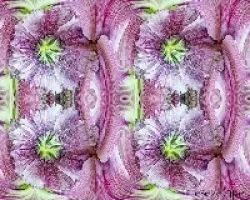 Althaea rosea