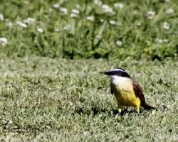 Pitangus sulphuratus