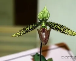 Paphiopedilum spp.