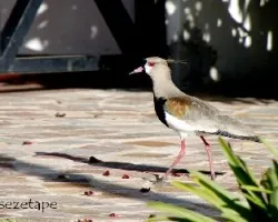 Vanellus chilensis
