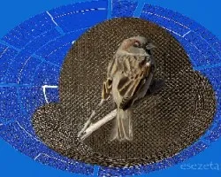 Passer domesticus