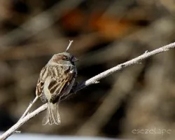 Passer domesticus