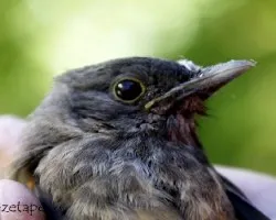 Turdus rufiventris