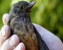 Turdus rufiventris