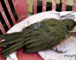 Turdus rufiventris