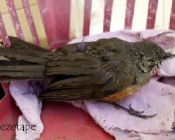 Turdus rufiventris