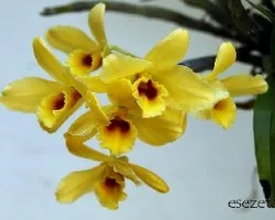 Dendrobium nobile