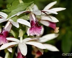 Phaius sp