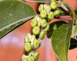 Phytolacca dioica