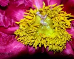 Paeonia suffruticosa